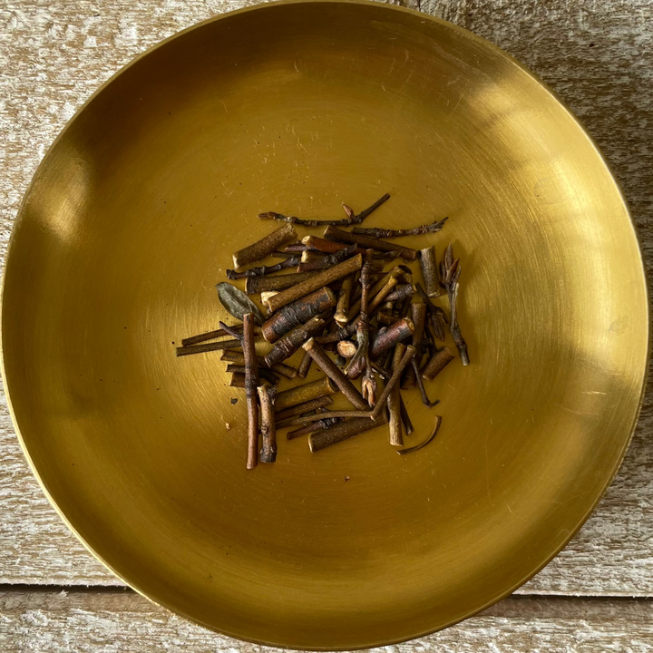 高野山のクロモジ・枝