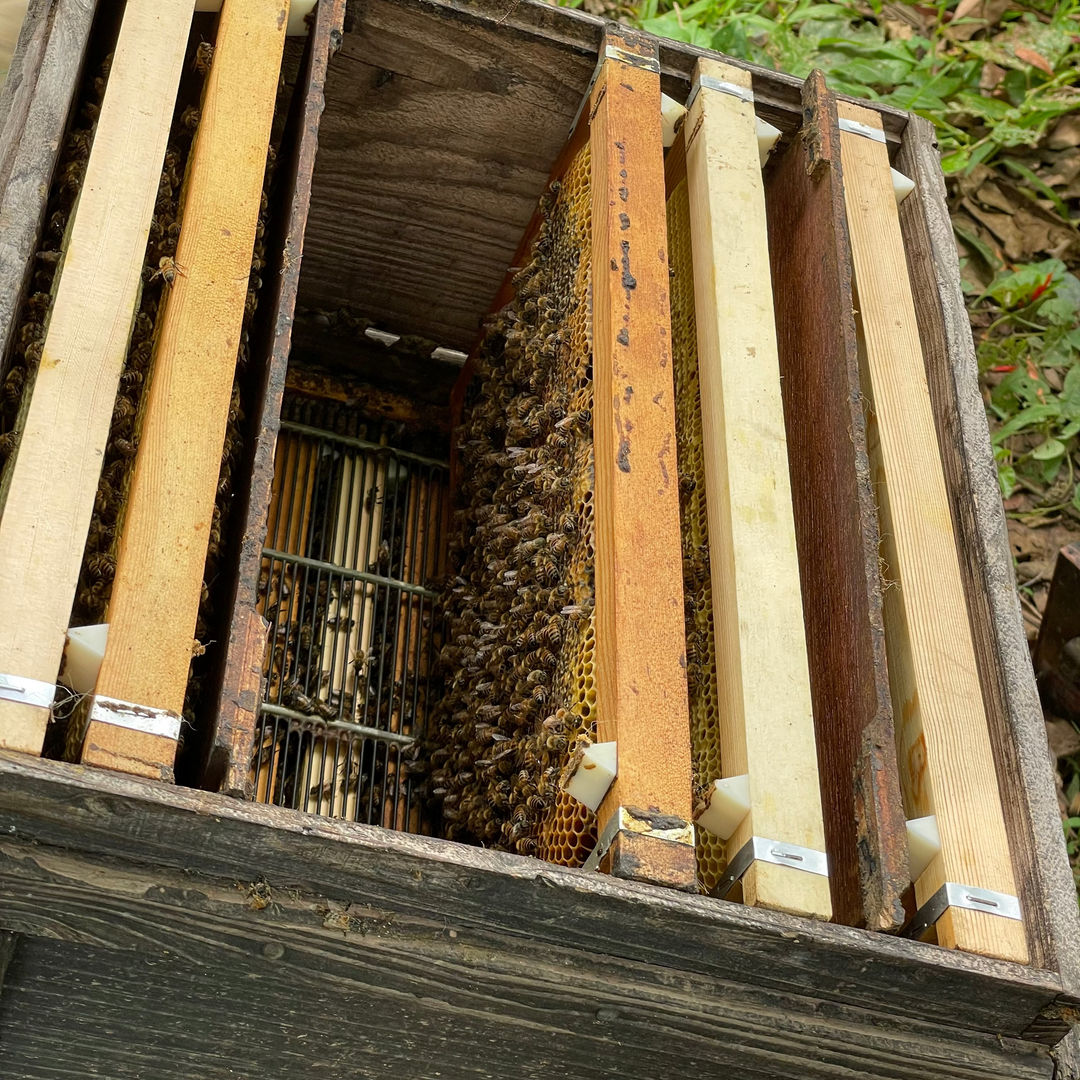 にがみつはちみつ