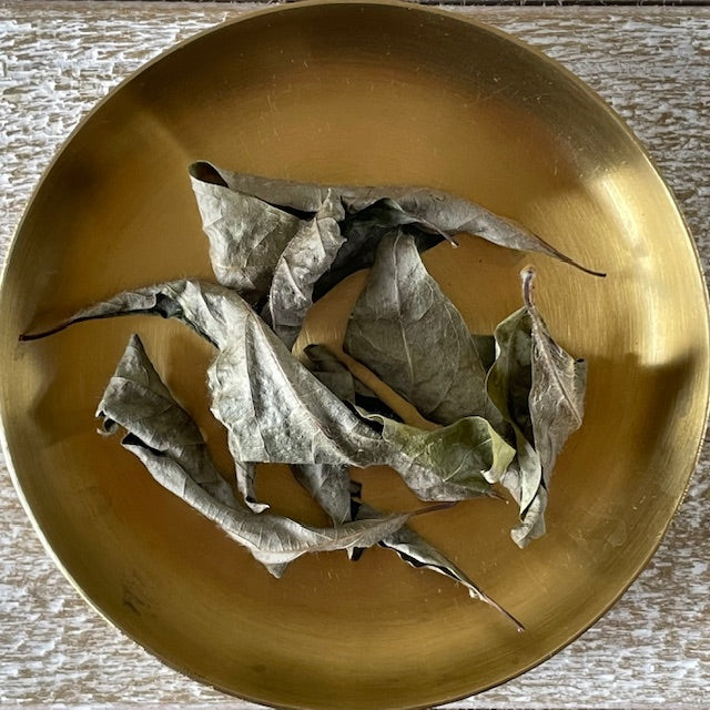 高野山のクロモジ・葉